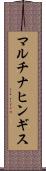 マルチナヒンギス Scroll