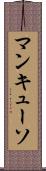 マンキューソ Scroll