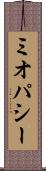 ミオパシー Scroll