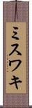 ミスワキ Scroll