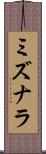 ミズナラ Scroll