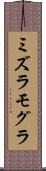 ミズラモグラ Scroll