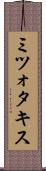 ミツォタキス Scroll