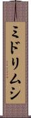 ミドリムシ Scroll