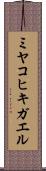 ミヤコヒキガエル Scroll