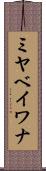 ミヤベイワナ Scroll