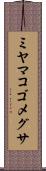 ミヤマコゴメグサ Scroll