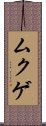 ムクゲ Scroll