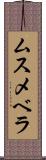 ムスメベラ Scroll