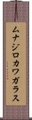 ムナジロカワガラス Scroll