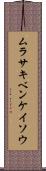 ムラサキベンケイソウ Scroll