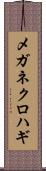 メガネクロハギ Scroll