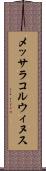 メッサラコルウィヌス Scroll