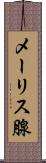 メーリス腺 Scroll