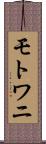 モトワニ Scroll