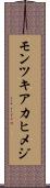モンツキアカヒメジ Scroll