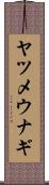 ヤツメウナギ Scroll