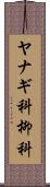 ヤナギ科 Scroll