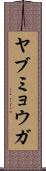 ヤブミョウガ Scroll
