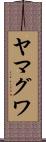 ヤマグワ Scroll