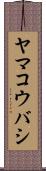ヤマコウバシ Scroll