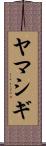 ヤマシギ Scroll