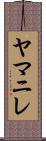 ヤマニレ Scroll