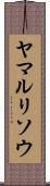 ヤマルリソウ Scroll