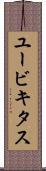 ユービキタス Scroll
