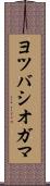 ヨツバシオガマ Scroll