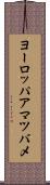 ヨーロッパアマツバメ Scroll