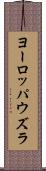 ヨーロッパウズラ Scroll