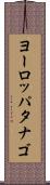 ヨーロッパタナゴ Scroll