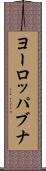 ヨーロッパブナ Scroll