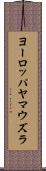 ヨーロッパヤマウズラ Scroll