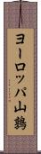 ヨーロッパ山鶉 Scroll