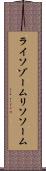ライソゾーム Scroll