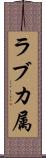 ラブカ属 Scroll