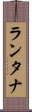 ランタナ Scroll