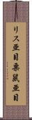 リス亜目 Scroll