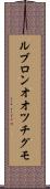 ルブロンオオツチグモ Scroll