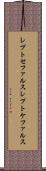 レプトセファルス Scroll