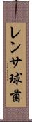 レンサ球菌 Scroll