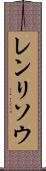 レンリソウ Scroll