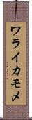 ワライカモメ Scroll