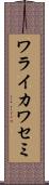ワライカワセミ Scroll