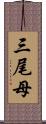 三尾母 Scroll