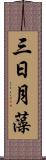 三日月藻 Scroll