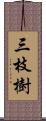 三枝樹 Scroll