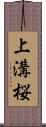 上溝桜 Scroll